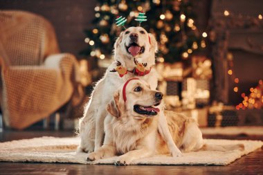 Evde birlikte iki sevimli Golden Retriever. Yeni Yıl Kutlaması.