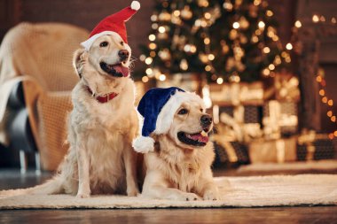 Kırmızı ve mavi Noel Baba şapkaları. Evde birlikte iki sevimli Golden Retriever. Yeni Yıl Kutlaması.