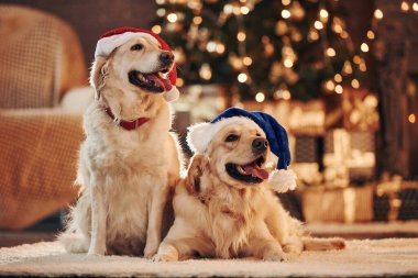 Kırmızı ve mavi Noel Baba şapkaları. Evde birlikte iki sevimli Golden Retriever. Yeni Yıl Kutlaması.