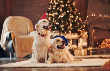 Kırmızı ve mavi Noel Baba şapkaları. Evde birlikte iki sevimli Golden Retriever. Yeni Yıl Kutlaması.