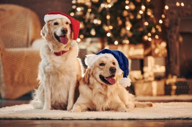 Noel Baba şapkalarıyla. Evde birlikte iki sevimli Golden Retriever. Yeni Yıl Kutlaması.