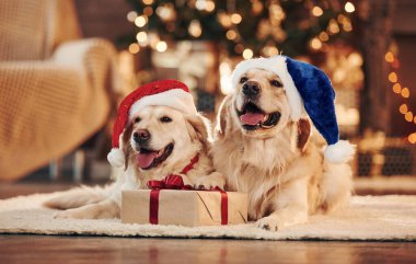 In santa hats. Two cute Golden retrievers together at home. Celebrating New year.
