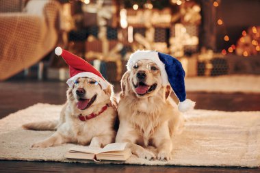 Noel Baba şapkalarıyla. Evde birlikte iki sevimli Golden Retriever. Yeni Yıl Kutlaması.