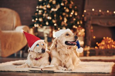 Yılbaşı kavramı. Evde birlikte iki sevimli Golden Retriever. Yeni Yıl Kutlaması.