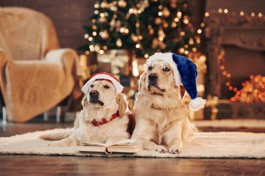 Yılbaşı kavramı. Evde birlikte iki sevimli Golden Retriever. Yeni Yıl Kutlaması.