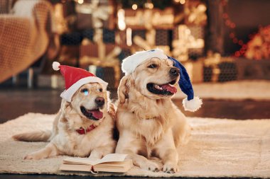 Yılbaşı kavramı. Evde birlikte iki sevimli Golden Retriever. Yeni Yıl Kutlaması.