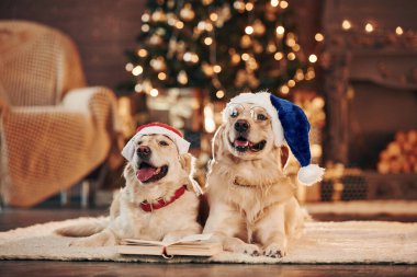 Yılbaşı kavramı. Evde birlikte iki sevimli Golden Retriever. Yeni Yıl Kutlaması.