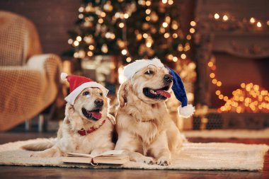 Yılbaşı kavramı. Evde birlikte iki sevimli Golden Retriever. Yeni Yıl Kutlaması.