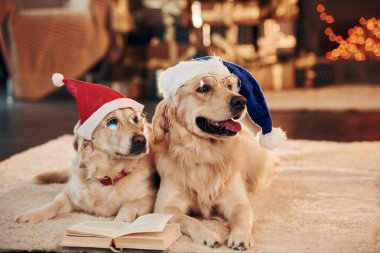 Yılbaşı kavramı. Evde birlikte iki sevimli Golden Retriever. Yeni Yıl Kutlaması.