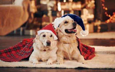 Yılbaşı kavramı. Evde birlikte iki sevimli Golden Retriever. Yeni Yıl Kutlaması.