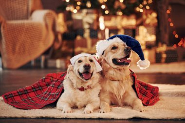 Yılbaşı kavramı. Evde birlikte iki sevimli Golden Retriever. Yeni Yıl Kutlaması.