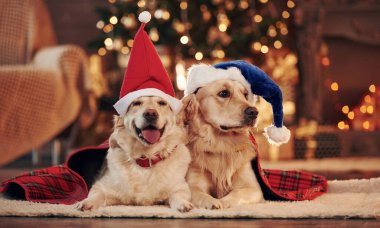 Two cute Golden retrievers together at home. Celebrating New year.