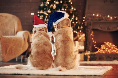 Arkadan bak. Evde birlikte iki sevimli Golden Retriever. Yeni Yıl Kutlaması.