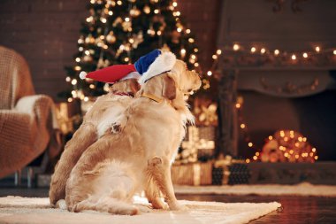 Arkadan bak. Evde birlikte iki sevimli Golden Retriever. Yeni Yıl Kutlaması.