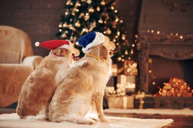 Arkadan bak. Evde birlikte iki sevimli Golden Retriever. Yeni Yıl Kutlaması.