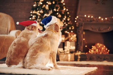 Arkadan bak. Evde birlikte iki sevimli Golden Retriever. Yeni Yıl Kutlaması.