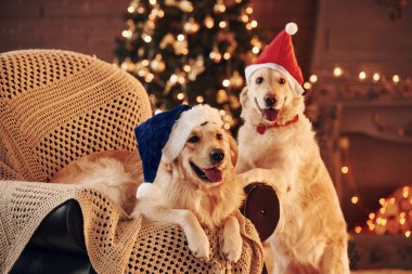 Sandalyede otururken. Evde birlikte iki sevimli Golden Retriever. Yeni Yıl Kutlaması.
