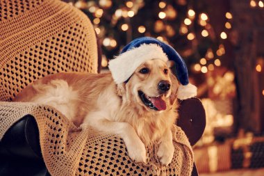 Noel Baba şapkasıyla. Evde şirin bir Golden Retriever var. Yeni yılı ve Noel 'i kutluyoruz.