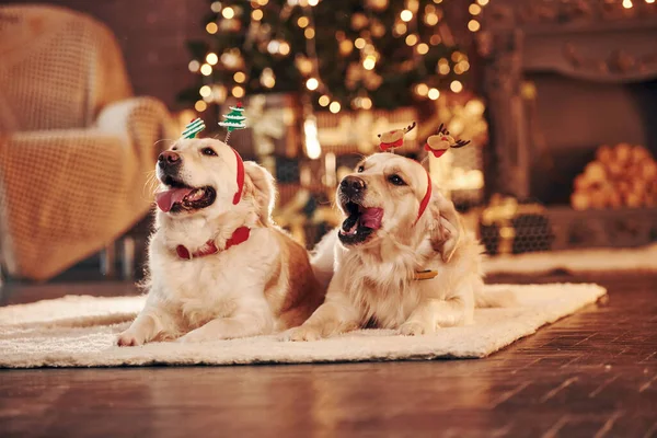Evde birlikte iki sevimli Golden Retriever. Yeni Yıl Kutlaması.