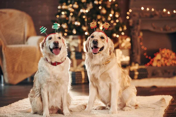 Evde birlikte iki sevimli Golden Retriever. Yeni Yıl Kutlaması.