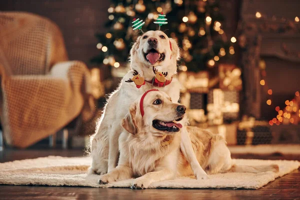 Evde birlikte iki sevimli Golden Retriever. Yeni Yıl Kutlaması.