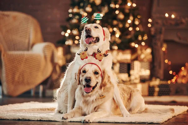 Evde birlikte iki sevimli Golden Retriever. Yeni Yıl Kutlaması.
