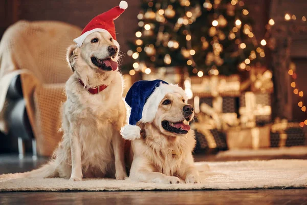 红色和蓝色的桑塔帽 两个可爱的金毛猎犬一起在家里庆祝新年 — 图库照片