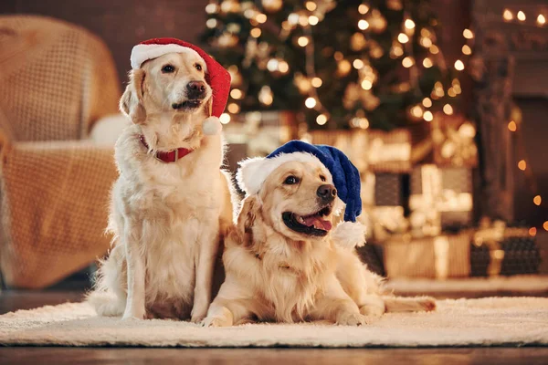 Noel Baba şapkalarıyla. Evde birlikte iki sevimli Golden Retriever. Yeni Yıl Kutlaması.