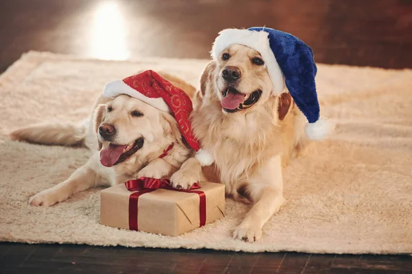 Santa Hats Two Cute Golden Retrievers Together Home Celebrating New — Stok fotoğraf