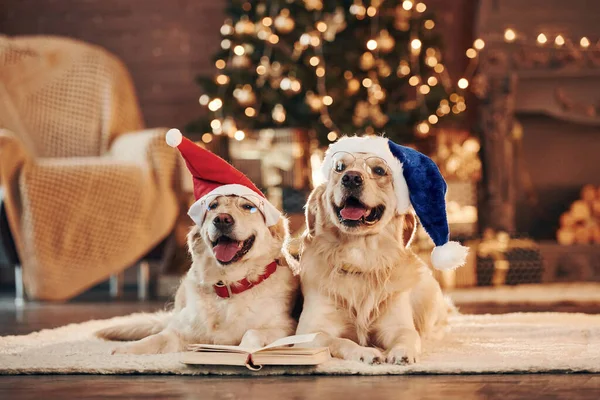 Noel Baba şapkalarıyla. Evde birlikte iki sevimli Golden Retriever. Yeni Yıl Kutlaması.