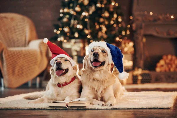 Noel Baba şapkalarıyla. Evde birlikte iki sevimli Golden Retriever. Yeni Yıl Kutlaması.