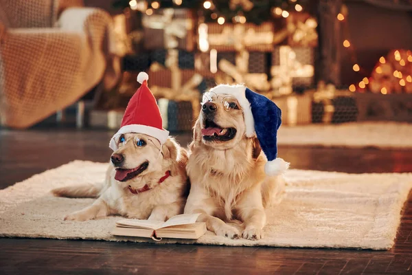 Noel Baba şapkalarıyla. Evde birlikte iki sevimli Golden Retriever. Yeni Yıl Kutlaması.