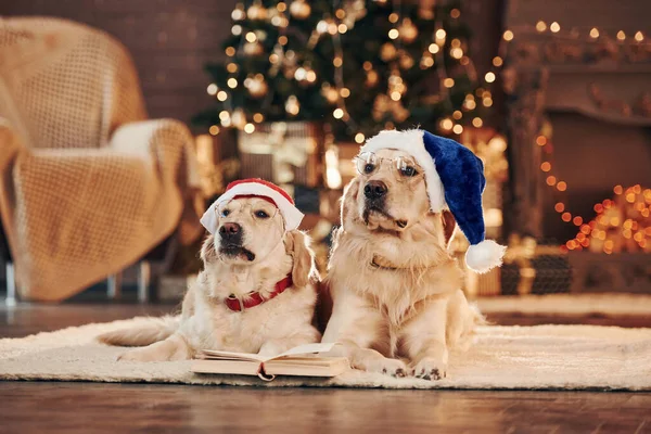 Yılbaşı kavramı. Evde birlikte iki sevimli Golden Retriever. Yeni Yıl Kutlaması.