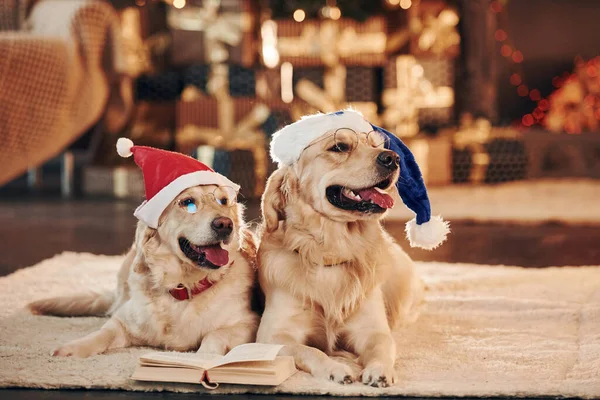 Yılbaşı kavramı. Evde birlikte iki sevimli Golden Retriever. Yeni Yıl Kutlaması.