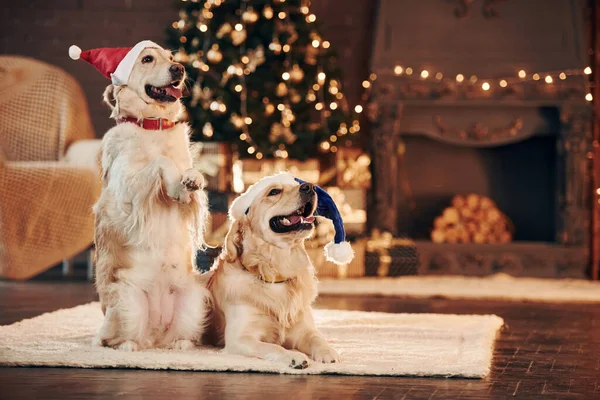 Conception Christmas Two Cute Golden Retrievers Together Home Celebrating New — Stok fotoğraf