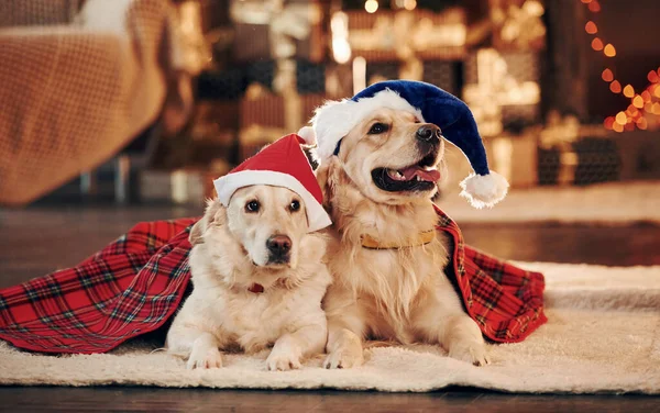 Yılbaşı kavramı. Evde birlikte iki sevimli Golden Retriever. Yeni Yıl Kutlaması.