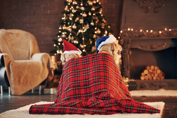 Arkadan bak. Evde birlikte iki sevimli Golden Retriever. Yeni Yıl Kutlaması.