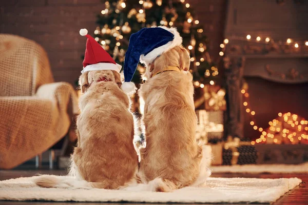 Arkadan bak. Evde birlikte iki sevimli Golden Retriever. Yeni Yıl Kutlaması.