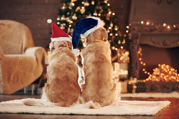 从后面看 两个可爱的金毛猎犬一起在家里庆祝新年 — 图库照片