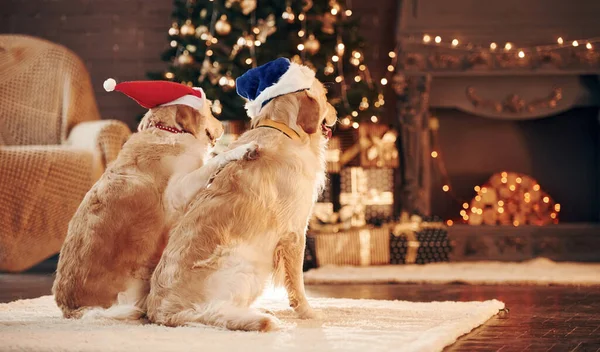 Arkadan bak. Evde birlikte iki sevimli Golden Retriever. Yeni Yıl Kutlaması.