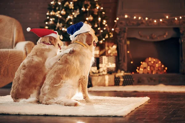 Arkadan bak. Evde birlikte iki sevimli Golden Retriever. Yeni Yıl Kutlaması.