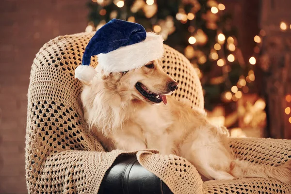Noel Baba şapkasıyla. Evde şirin bir Golden Retriever var. Yeni yılı ve Noel 'i kutluyoruz.