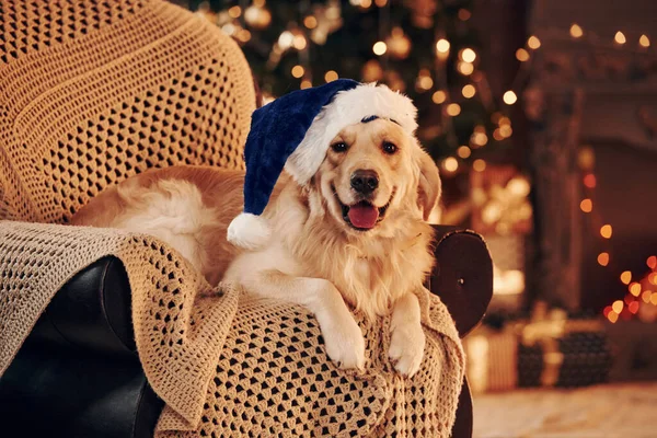 Noel Baba şapkasıyla. Evde şirin bir Golden Retriever var. Yeni yılı ve Noel 'i kutluyoruz.