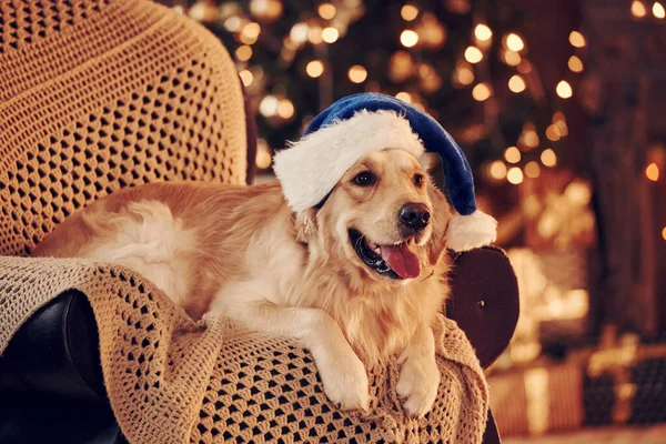 Noel Baba şapkasıyla. Evde şirin bir Golden Retriever var. Yeni yılı ve Noel 'i kutluyoruz.