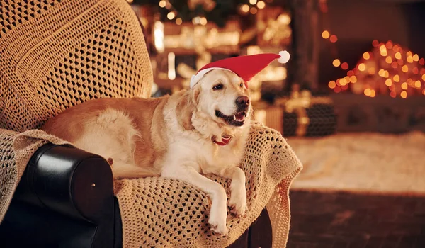 Noel Baba şapkasıyla. Evde şirin bir Golden Retriever var. Yeni yılı ve Noel 'i kutluyoruz.