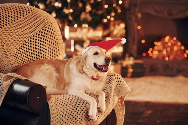 Noel Baba şapkasıyla. Evde şirin bir Golden Retriever var. Yeni yılı ve Noel 'i kutluyoruz.