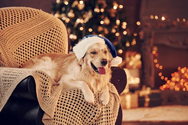 Noel Baba şapkasıyla. Evde şirin bir Golden Retriever var. Yeni yılı ve Noel 'i kutluyoruz.