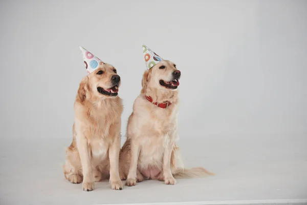 Party Hats Heads Two Golden Retrievers Together Studio White Background — Stock Photo, Image