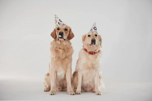 Party Hats Heads Two Golden Retrievers Together Studio White Background — Stockfoto