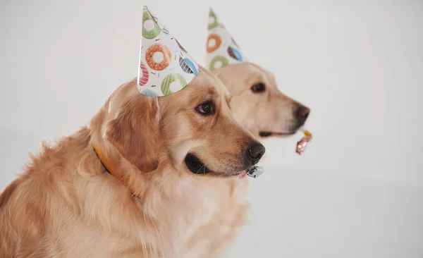 Feestmutsen Het Hoofd Twee Golden Retrievers Samen Studio Tegen Witte — Stockfoto